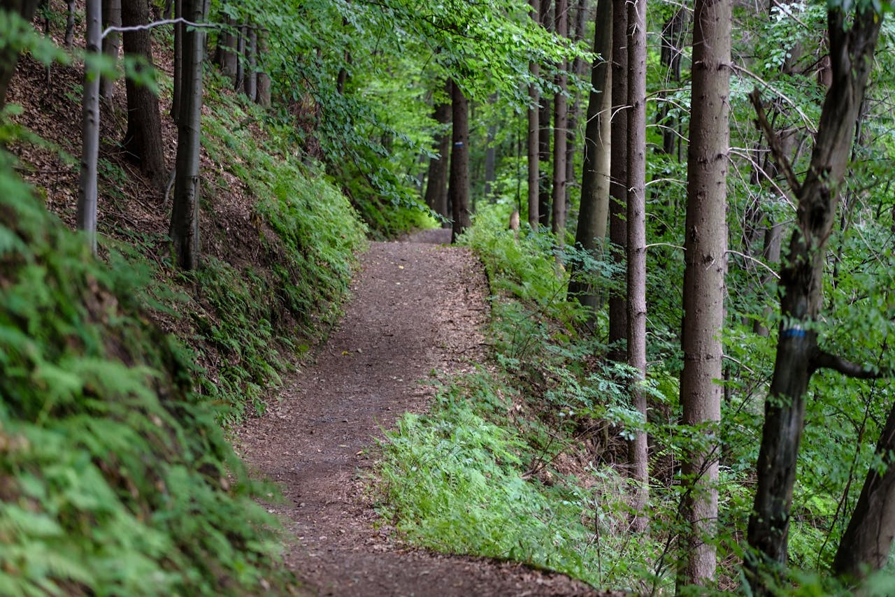gallery-05 Peaceful forest path surrounded by lush greenery, perfect for hiking and nature exploration.